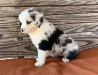 Indie, a female Miniature Australian Shepherd for sale in Honey Grove, TX – 5 of 10
