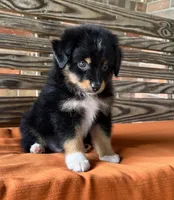 Davis , a male Miniature Australian Shepherd for sale in Honey Grove, TX – 5 of 9