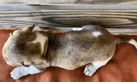 Nolan , a male Miniature Dachshund for sale in Honey Grove, TX – 9 of 10