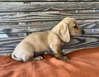 Jax, a male Miniature Dachshund for sale in Honey Grove, TX – 3 of 10