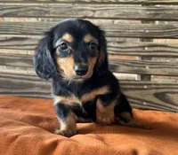 Sloan, a female Miniature Dachshund for sale in Honey Grove, TX – 7 of 10