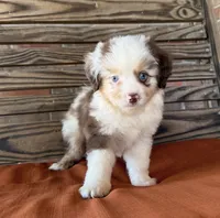 Griffin , a male Miniature Australian Shepherd for sale in Honey Grove, TX – 7 of 10