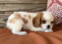 Darla , a female Cavalier King Charles Spaniel for sale in Honey Grove, TX – 3 of 8