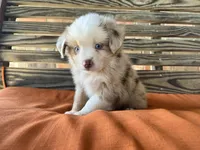 Sam, a male Miniature Australian Shepherd for sale in Honey Grove, TX – 10 of 10