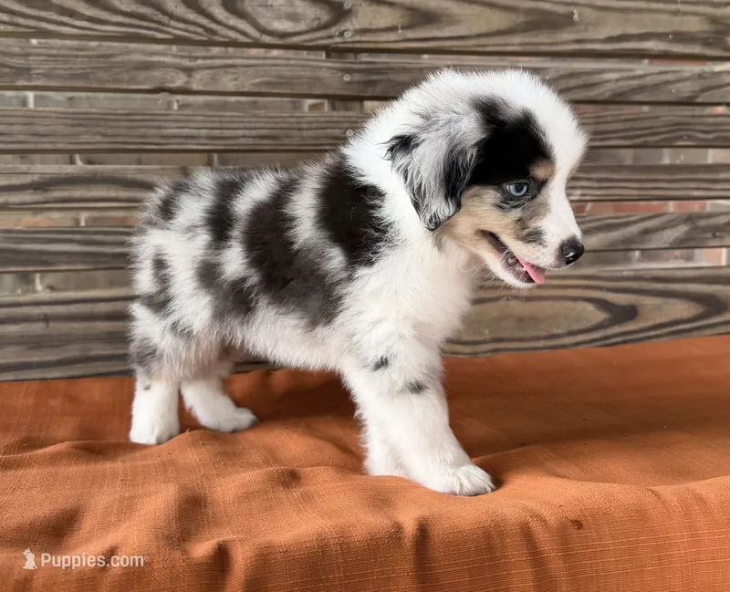 Sam – Miniature Australian Shepherd puppy for sale in Honey Grove, TX