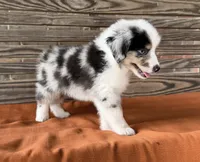 Sam, a male Miniature Australian Shepherd for sale in Honey Grove, TX – 1 of 10