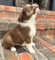 Buster , a male Miniature Australian Shepherd for sale in Honey Grove, TX – 3 of 8