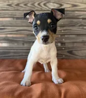 Tilly, a female Rat Terrier for sale in Honey Grove, TX – 4 of 10