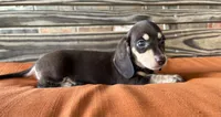 Ava, a female Miniature Dachshund for sale in Honey Grove, TX – 5 of 9