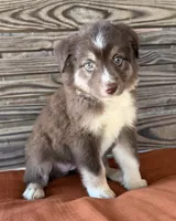 Honey , a female Miniature Australian Shepherd for sale in Honey Grove, TX – 6 of 10