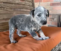 Cami, a female Australian Cattle Dog for sale in Honey Grove, TX – 3 of 10