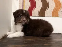 Ivy, a female Miniature Australian Shepherd for sale in Honey Grove, TX – 3 of 9