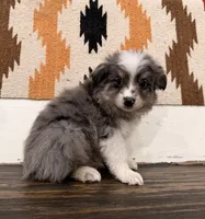 Luna, a female Miniature Australian Shepherd for sale in Honey Grove, TX – 4 of 9
