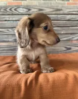 Sunny , a female Miniature Dachshund for sale in Honey Grove, TX – 4 of 10