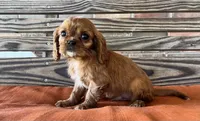 Jase, a male Cavalier King Charles Spaniel for sale in Honey Grove, TX – 3 of 10