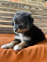 Davis , a male Miniature Australian Shepherd for sale in Honey Grove, TX – 9 of 9