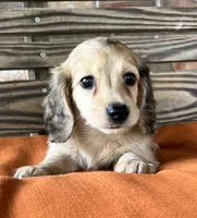 Willow, a female Miniature Dachshund for sale in Honey Grove, TX – 2 of 10