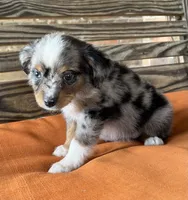 Sara, a female Miniature Australian Shepherd for sale in Honey Grove, TX – 3 of 9