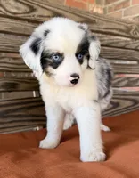 Lennyn, a female Miniature Australian Shepherd for sale in Honey Grove, TX – 3 of 10