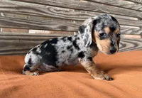 Pepper, a female Miniature Dachshund for sale in Honey Grove, TX – 5 of 9