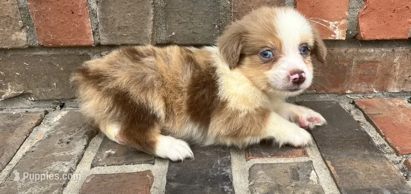 Conner – Miniature Australian Shepherd puppy for sale in Honey Grove, TX