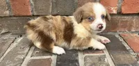 Conner, a male Miniature Australian Shepherd for sale in Honey Grove, TX – 1 of 6
