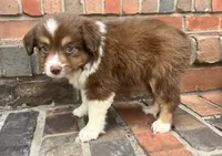 Skye, a female Miniature Australian Shepherd for sale in Honey Grove, TX – 5 of 10
