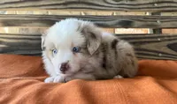 Sam, a male Miniature Australian Shepherd for sale in Honey Grove, TX – 6 of 10