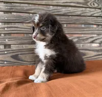 Lennon , a male Miniature Australian Shepherd for sale in Honey Grove, TX – 2 of 9