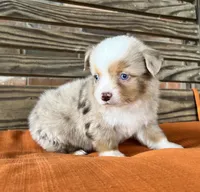 Denver , a male Miniature Australian Shepherd for sale in Honey Grove, TX – 5 of 10