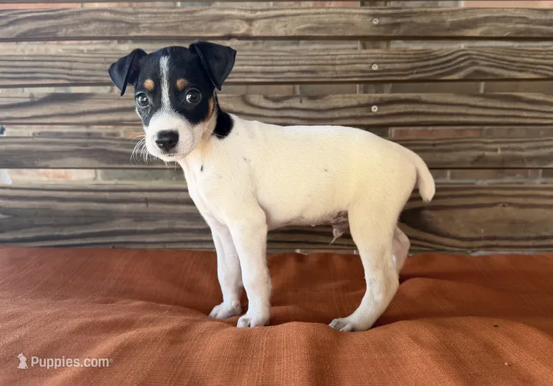 Max – Rat Terrier puppy for sale in Honey Grove, TX