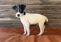 Max, a male Rat Terrier for sale in Honey Grove, TX – 1 of 8