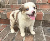 Daisy , a female Miniature Australian Shepherd for sale in Honey Grove, TX – 2 of 10