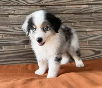 Sam, a male Miniature Australian Shepherd for sale in Honey Grove, TX – 6 of 10