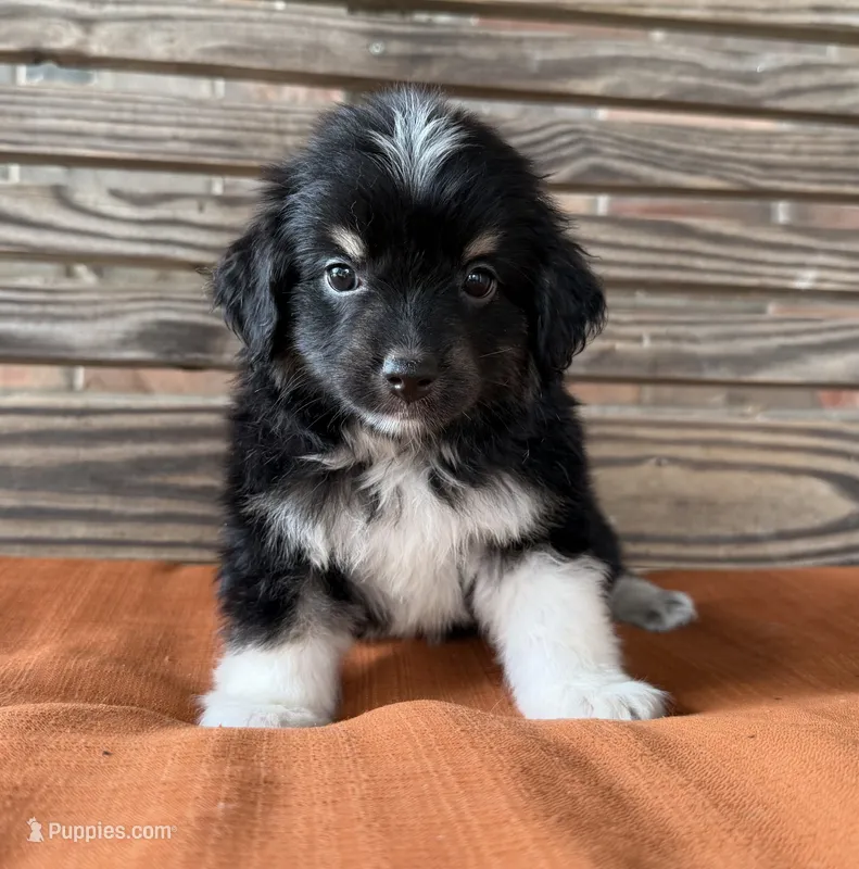 Cooper  – Miniature Australian Shepherd puppy for sale in Honey Grove, TX