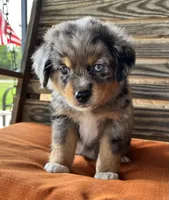 Connor , a male Miniature Australian Shepherd for sale in Honey Grove, TX – 7 of 8