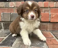 Skye, a female Miniature Australian Shepherd for sale in Honey Grove, TX – 8 of 10