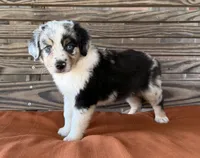 Blythe, a female Miniature Australian Shepherd for sale in Honey Grove, TX – 3 of 10
