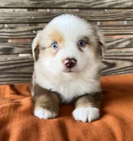 Dallas, a male Miniature Australian Shepherd for sale in Honey Grove, TX – 2 of 9