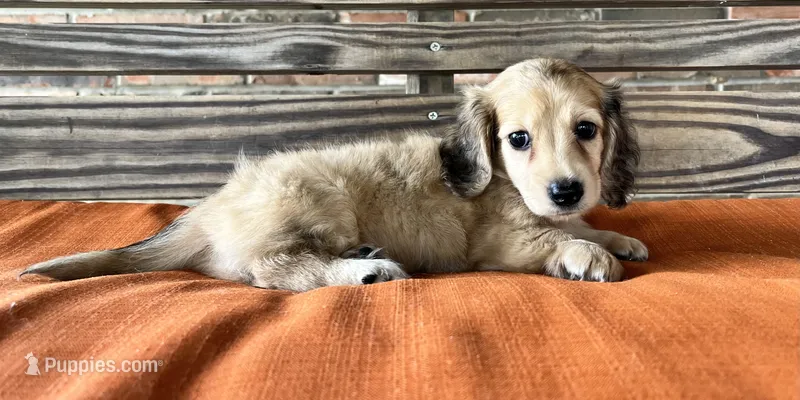Willow – Miniature Dachshund puppy for sale in Honey Grove, TX