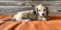 Willow, a female Miniature Dachshund for sale in Honey Grove, TX – 1 of 10
