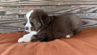 Luca, a male Miniature Australian Shepherd for sale in Honey Grove, TX – 8 of 10