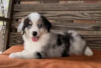 Sam, a male Miniature Australian Shepherd for sale in Honey Grove, TX – 4 of 10