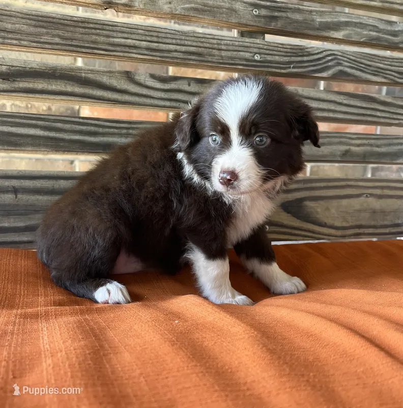 Millie – Miniature Australian Shepherd puppy for sale in Honey Grove, TX