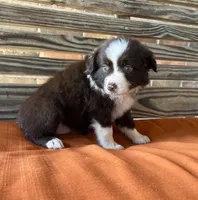 Millie, a female Miniature Australian Shepherd for sale in Honey Grove, TX – 1 of 10