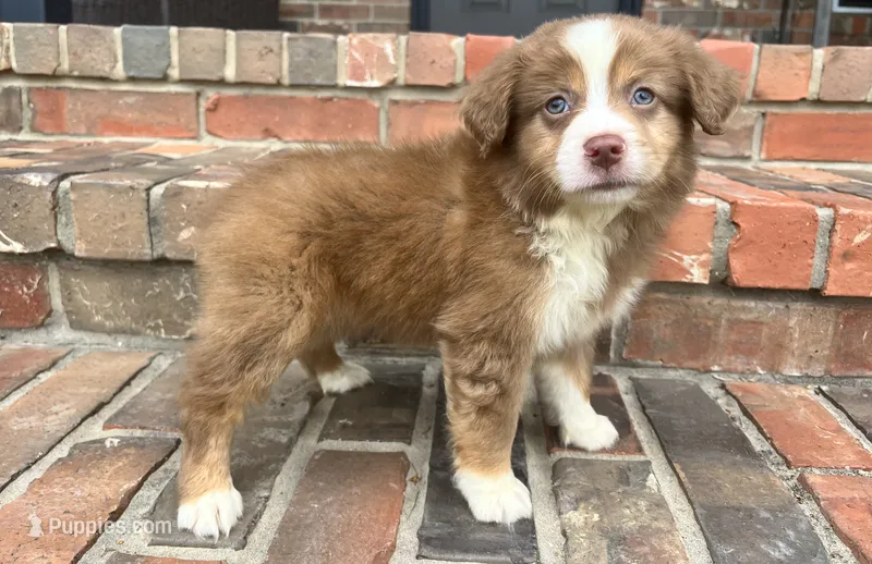 Collins – Miniature Australian Shepherd puppy for sale in Honey Grove, TX