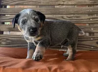 Blu, a male Australian Cattle Dog for sale in Honey Grove, TX – 4 of 10