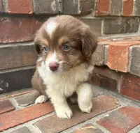 Skye, a female Miniature Australian Shepherd for sale in Honey Grove, TX – 6 of 10