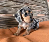 Pepper, a female Miniature Dachshund for sale in Honey Grove, TX – 4 of 9
