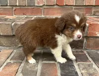 Skye, a female Miniature Australian Shepherd for sale in Honey Grove, TX – 9 of 10